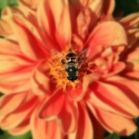 пчелка :: Tiana Ros