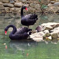 черные лебеди :: Ирина Мамчур (Малыгина)