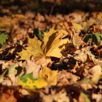 На ковре из желтых листьев... :: leoligra 