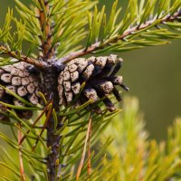 pine cone :: Aleksandr Tishkov