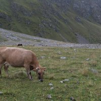 На альпийских лугах :: Светлана 