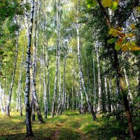 Дорога в берёзовом лесу. :: Борис Митрохин