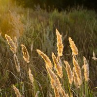 Осенняя трава в лучах вечернего солнца :: Константин Бобинский