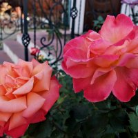 розы :: Лариса Терехова 