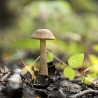 mushroom season :: Zinovi Seniak