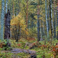 Осенний лес :: Дмитрий Конев