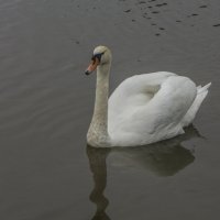Лебедь на пруду :: Galina Egorova