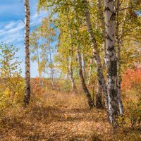 Перелесок :: Любовь Потеряхина