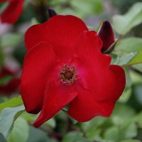 Любовь моя как роза красная живет в моем саду.... :: Tatiana Markova