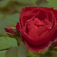 улыбчивая роза :: liudmila drake