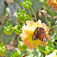 Бабочка на цветке :: Геннадий Храмцов