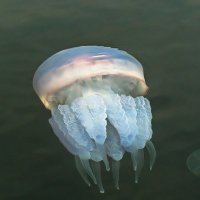 медуза :: Александр Корчемный