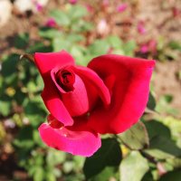 Роза цветущая :: Damir Si
