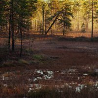 утро в лесу :: Николай Бабий