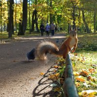 "И в контровом свете я то же красивая..,и незабудь фотку привезти..)" :: tipchik 