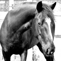 Лошадь в черно-белых тонах :: Ксения Валерьевна