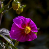 цветы осени :: gribushko грибушко Николай