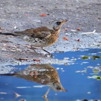 Прилетел попить водички... :: Ната Волга