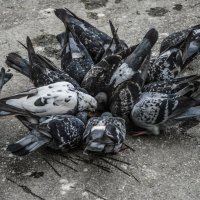Местные голуби :: Михаил Вандич