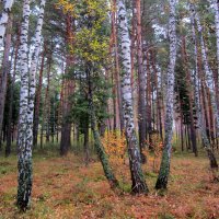 Нарядная осень . :: Мила Бовкун