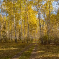 Золото осени. :: Kassen Kussulbaev