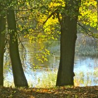 свет осеннего вечера :: Елена 