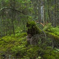 В осеннем лесу. :: Владимир Питерский