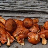 2.Случайно найденные грибы». Опеньки (Опята). :: Aleks Nikon.ua
