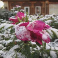 Первый снежок. :: Михаил Попов