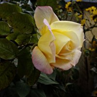 Осенняя роза :: Galina Dzubina