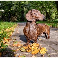 Dachshund :: OKCAHA Валова