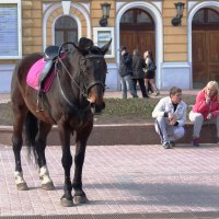 История лошади... :: Виктор Антонов