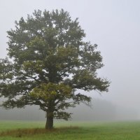 Одинокий дуб на краю поля. :: Legeboka 