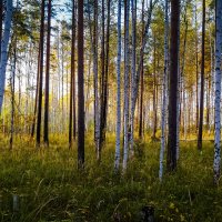 Осенний лес :: Михаил Аверкиев