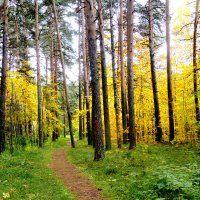 Полыхают клёны :: Александр Садовский