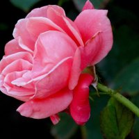 Розы октября... :: Тамара (st.tamara)