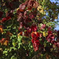 Листьями багряными осень зацвела… :: ирина Пронина