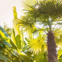 Пальмы-пальмы,лето-лето! :: Ева Олерских