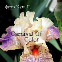 Carnival of Color :: Галина Кущ 