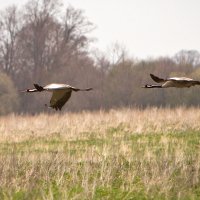 Серый журавль на бреющем полете 2 :: Виталий Латышонок