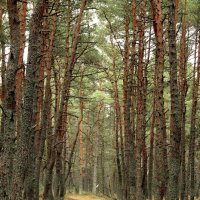 Дорожка в соснах. :: Татьяна Беляева