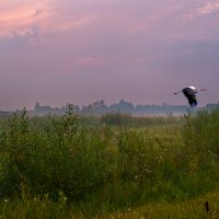 Ранним утром :: Владимир ЯЩУК