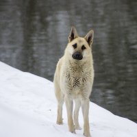 одиночество :: Нина Калитеева