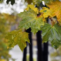 Осенние листья :: Егор Козлов