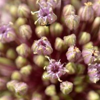 04.05.13 Высокий чеснок, Allium ampeloprasum, деталь :: Борис Ржевский