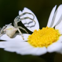 Паук-бокоход,крабовый паук :: Александр Лонский