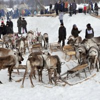 День оленевода-2013 :: Валерий Сумаков