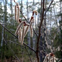 Серёжки :: Александр Садовский