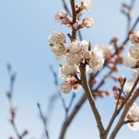 Весенняя прогулка по Шушенскому :: Евгения Бурлуцкая