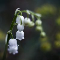 Lily of the valley :: Наталья Сыпкина